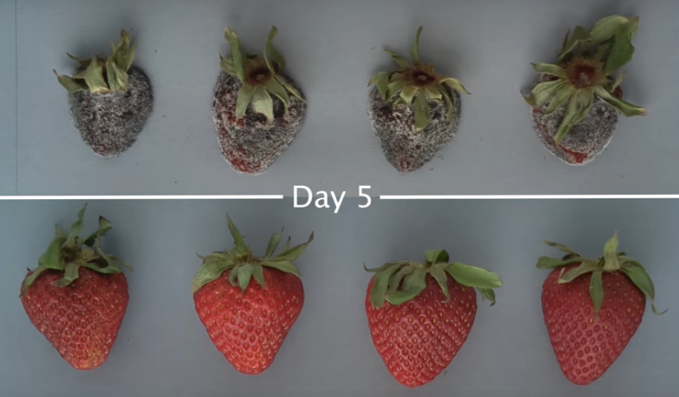 Vita più lunga per frutta e verdura