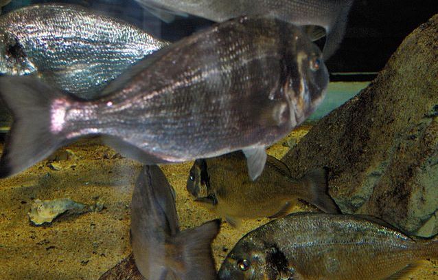 Pesce biologico: CREA valorizza produzione e consumi