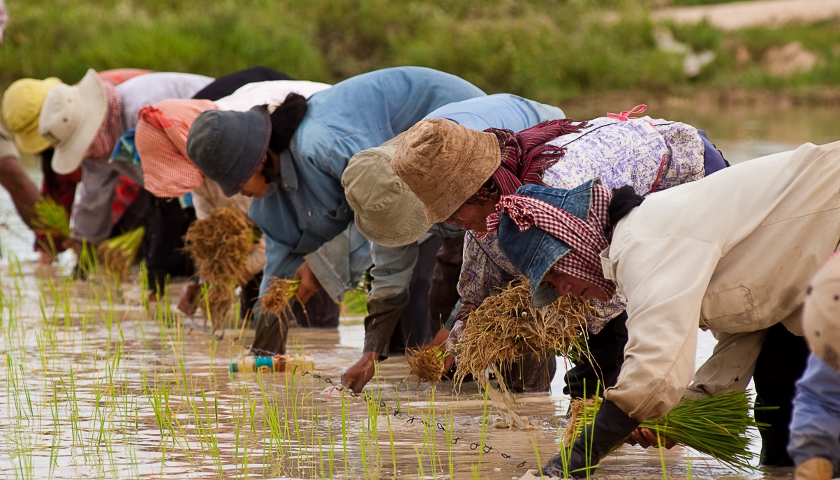 Riso straniero: danni all’economia e rischi per la salute