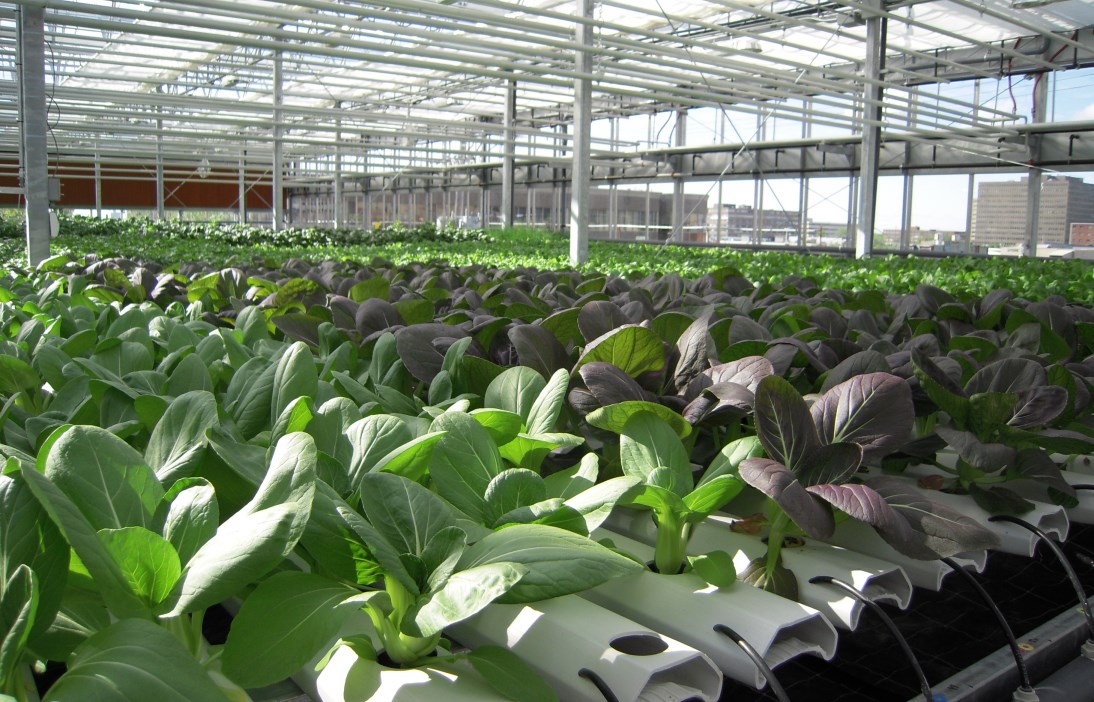 Il Vertical farming rivoluzionerà il mondo dell’agricoltura