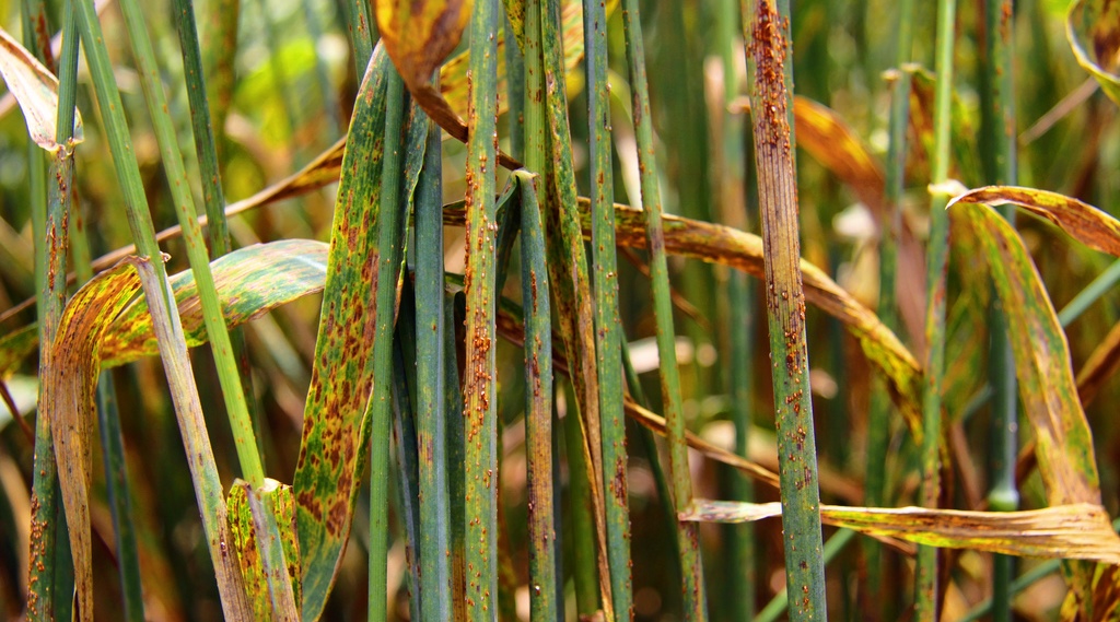 Avanza la malattia che minaccia i raccolti di grano