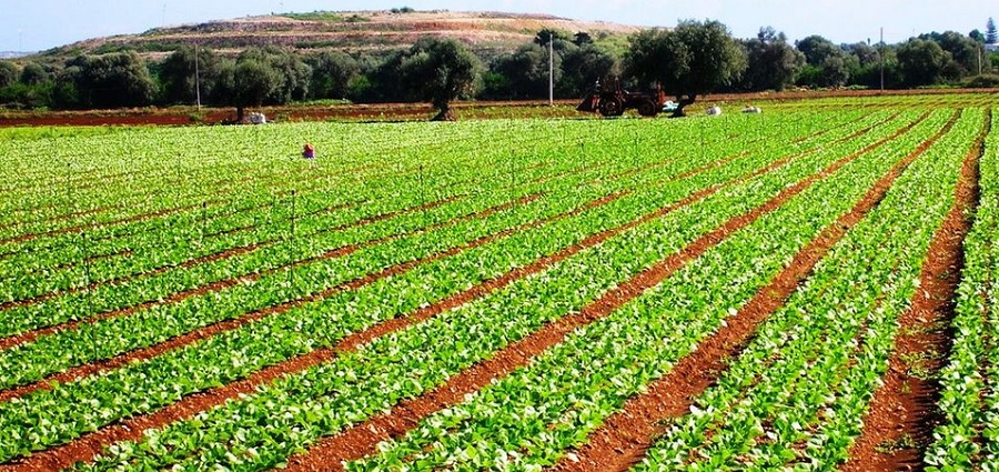 Agricoltura: Perso un quarto delle terre coltivabili in soli 25 anni