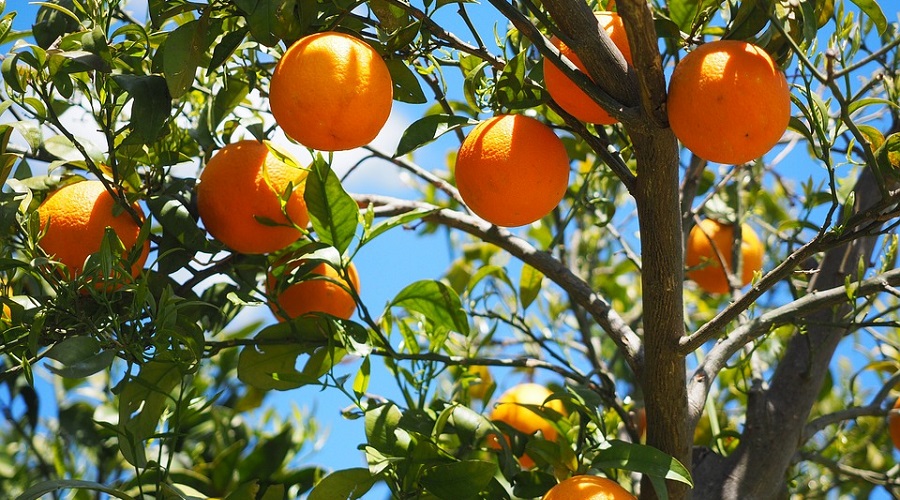 Cina: sbloccato export agrumi italiani e firmata intesa