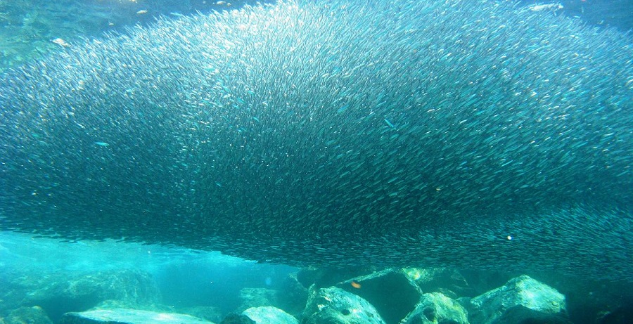 allarme-degli-esperti-questa-volta-ad-colpito-mare