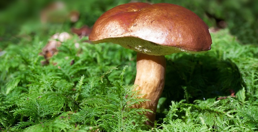 arrivano-buone-notizie-gli-amanti-dei-funghi