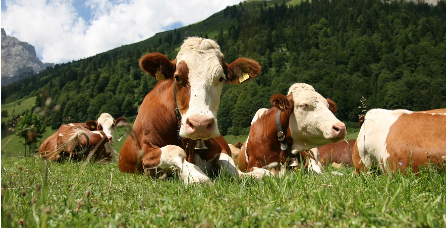 biodiversita-tagliati-due-terzi-fondi-controllo