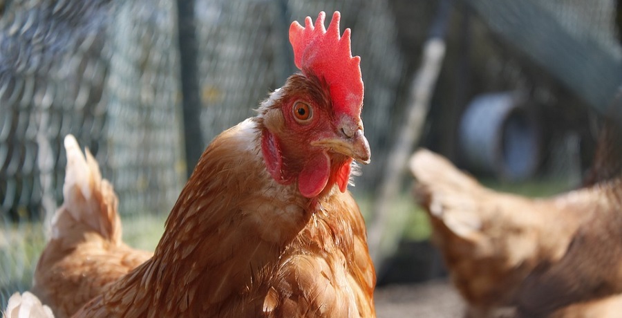 fissato-un-limite-campylobacter-le-carcasse-polletto