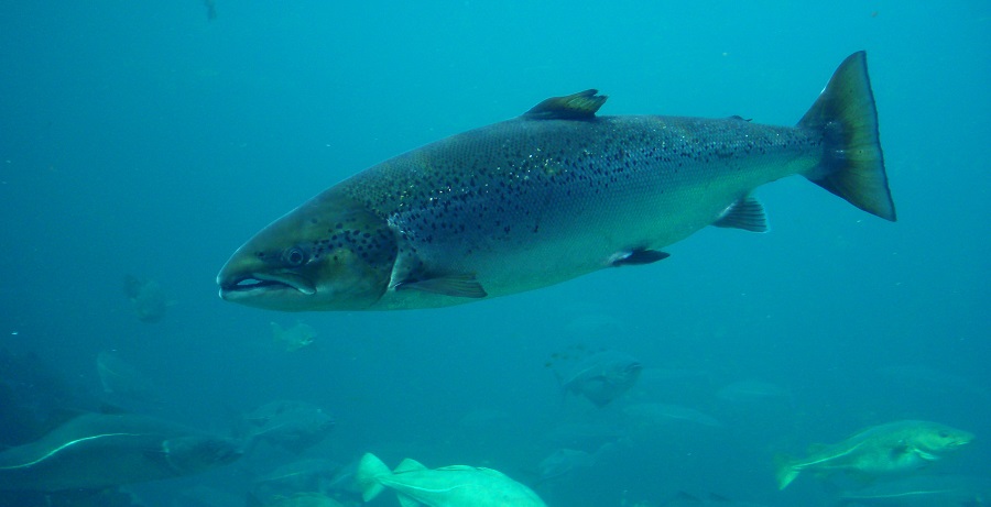 america-luna-alta-marea-salmone-disastro-ambientale