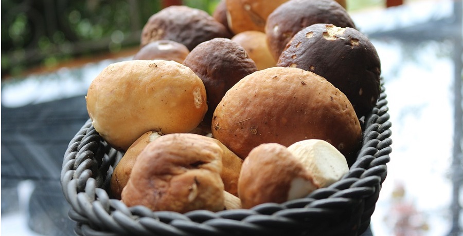 problemi-vista-gli-amanti-dei-porcini