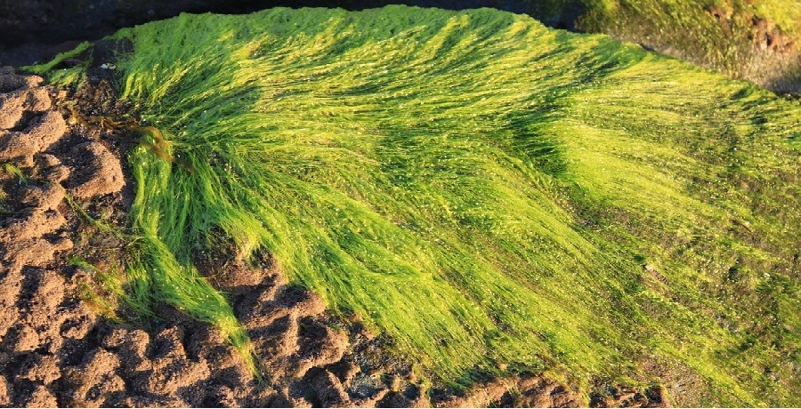 insetti-alghe-spirulina-da-gennaio-via-libera-ai-novel-food-ma-in-italia-non-si-sa-come-fare